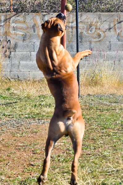 Publication : de Cuore Blue