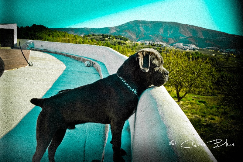 Publication : de Cuore Blue Auteur : nury pera joana vives