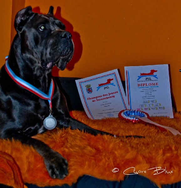 Publication : de Cuore Blue