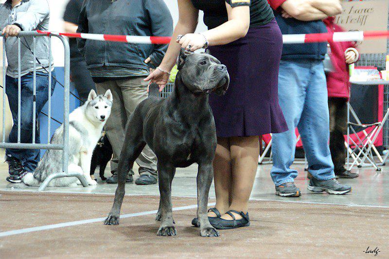 Publication : de Cuore Blue