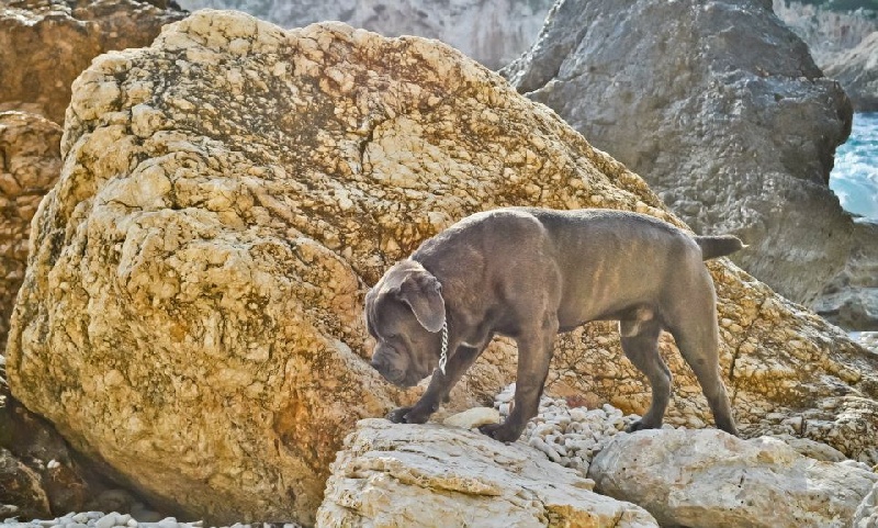 Publication : de Cuore Blue Auteur : nury pera joana vives