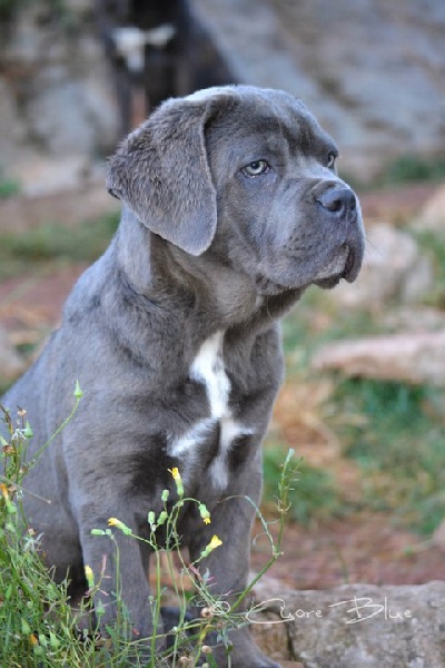 Publication : de Cuore Blue Auteur : nury pera joana vives