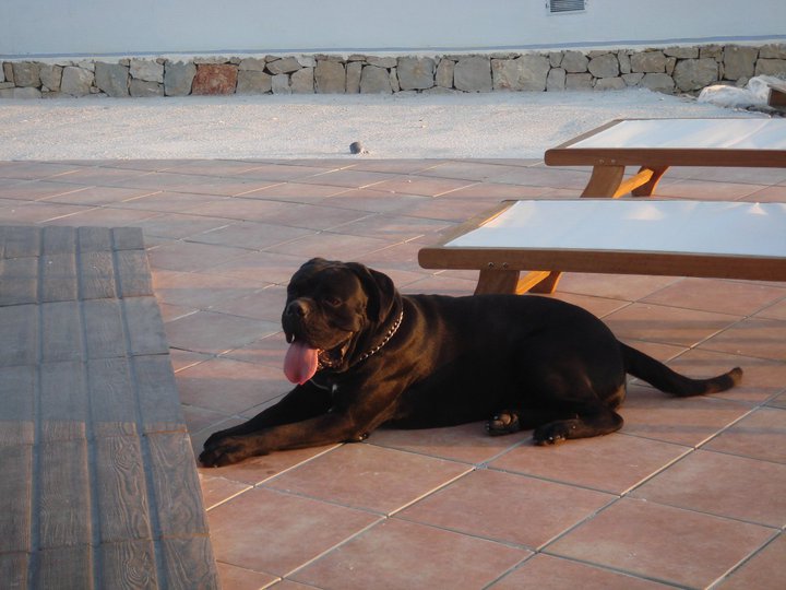 Publication : de Cuore Blue