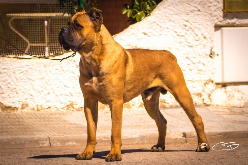 Publication : de Cuore Blue