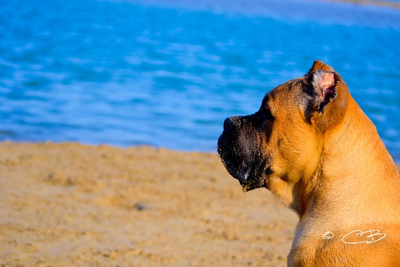 Publication : de Cuore Blue