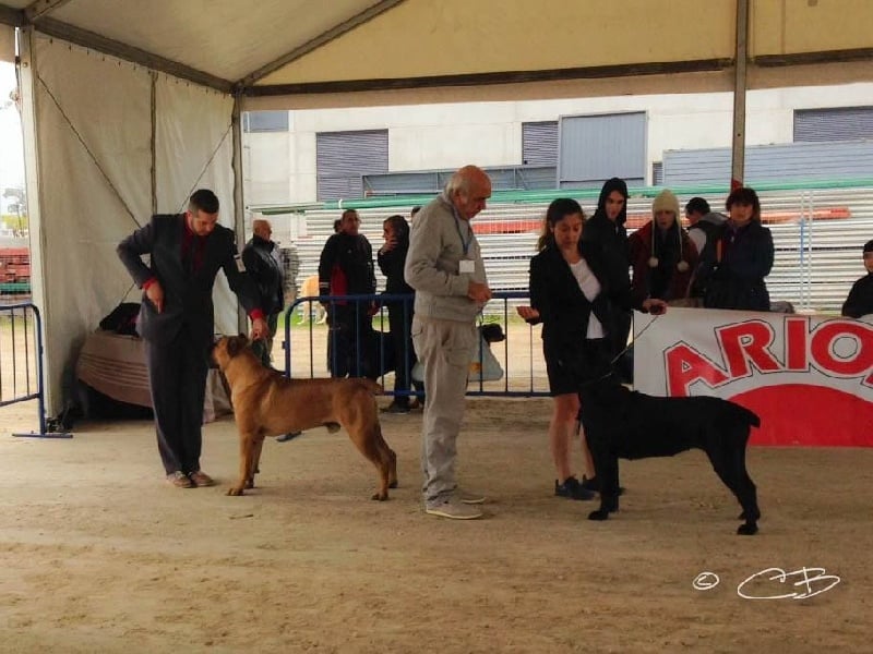 Publication : de Cuore Blue