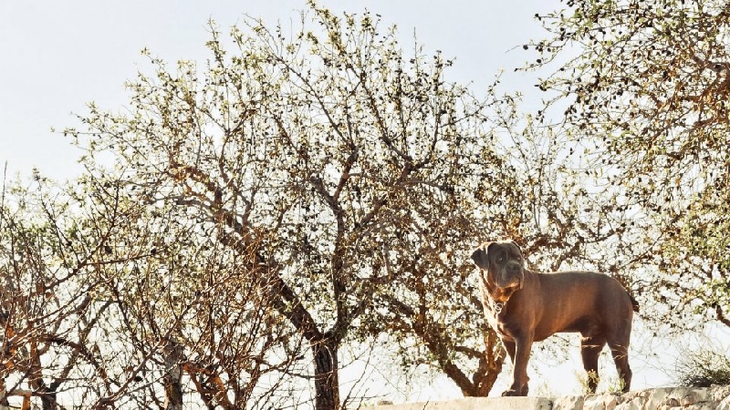 Publication : de Cuore Blue Auteur : nury pera joana vives