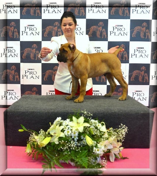 Publication : de Cuore Blue