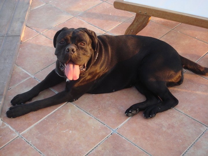 Publication : de Cuore Blue