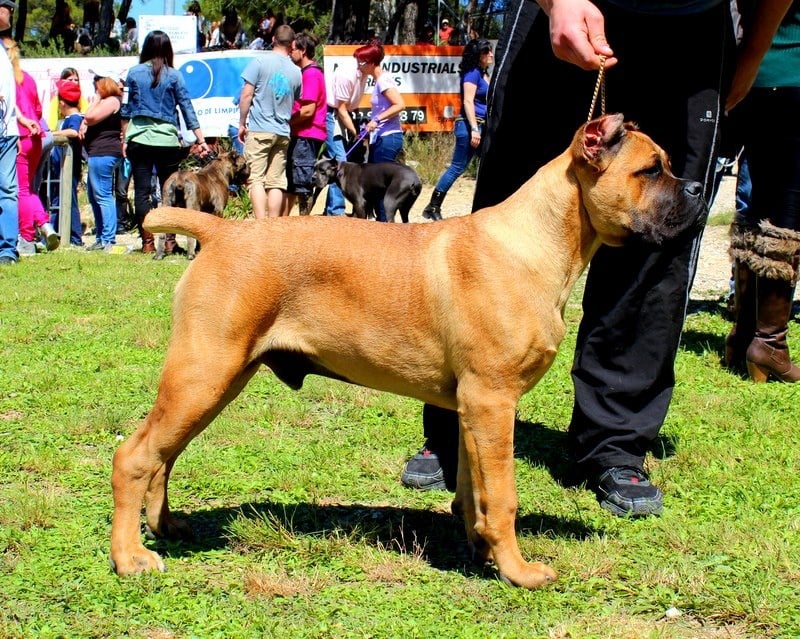 Publication : de Cuore Blue