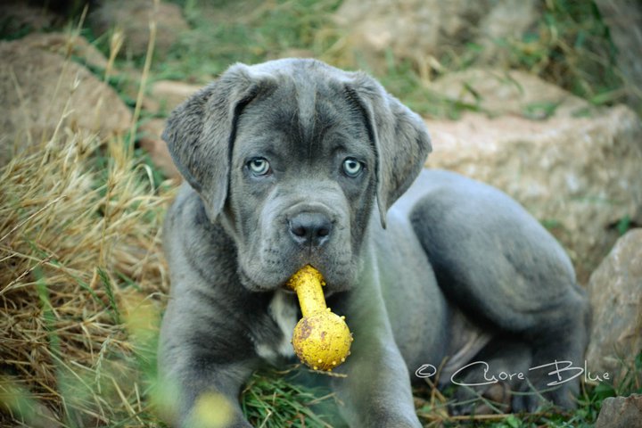 Publication : de Cuore Blue Auteur : nury pera joana vives