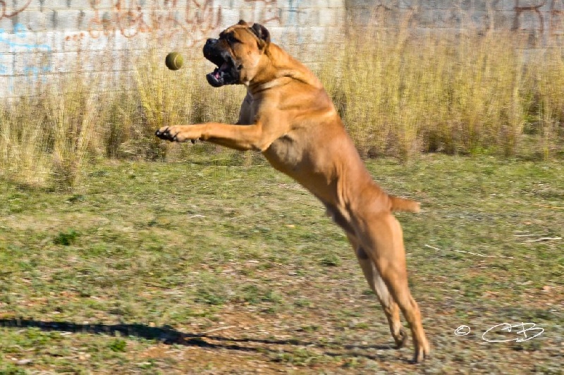 Publication : de Cuore Blue