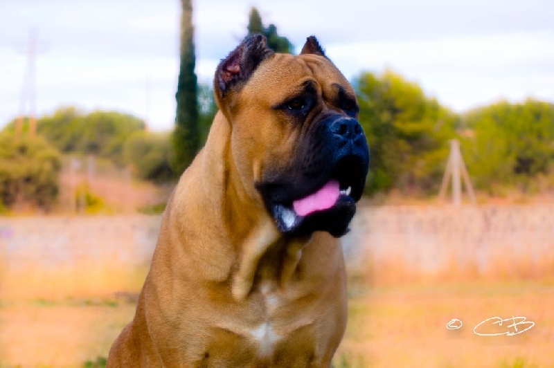 Publication : de Cuore Blue