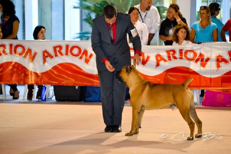 Publication : de Cuore Blue