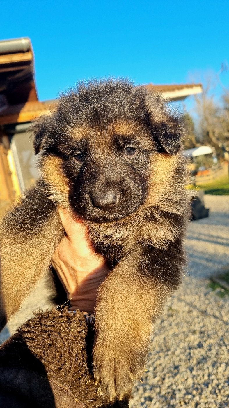 CHIOT - Berger Allemand