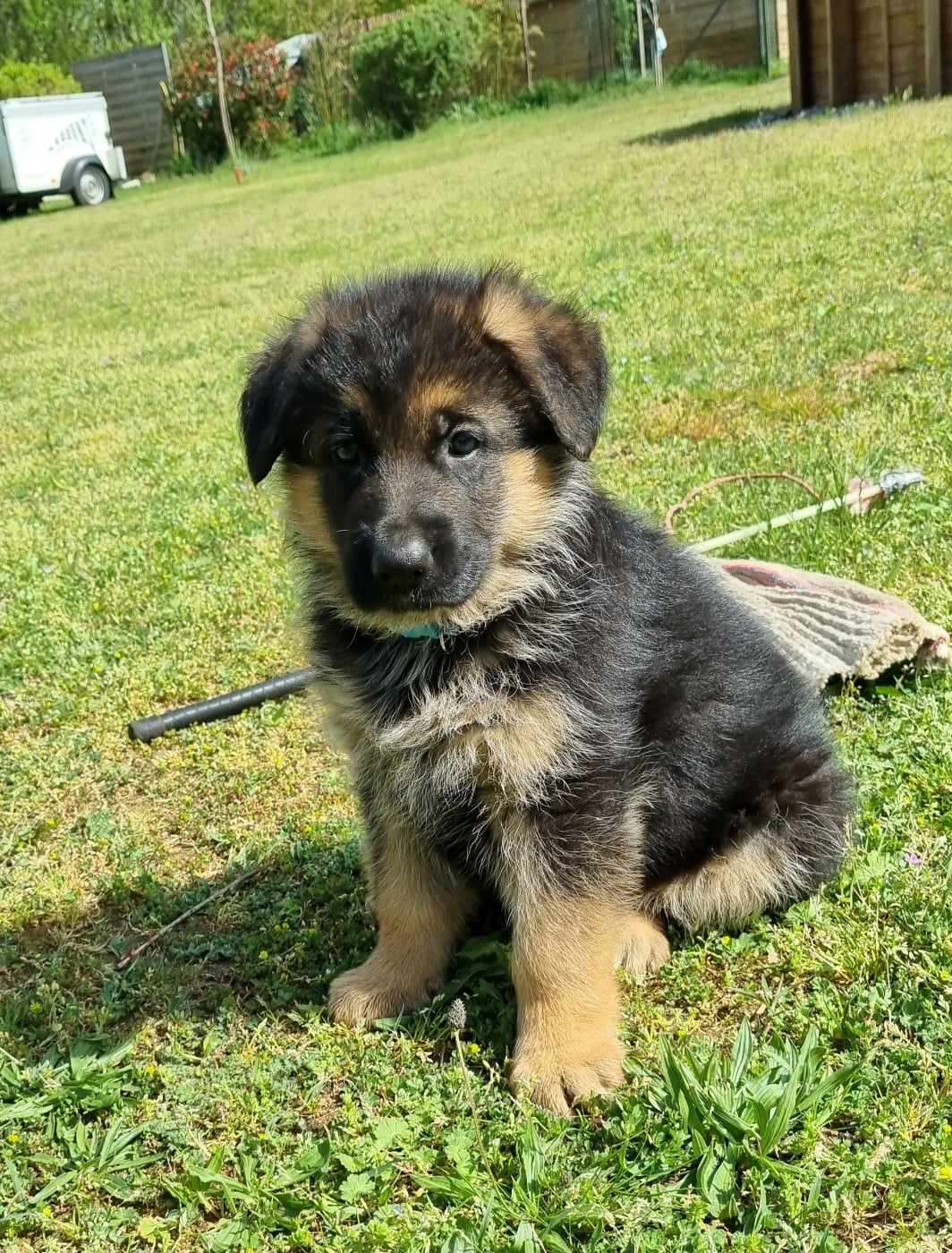 CHIOT 1 - Berger Allemand