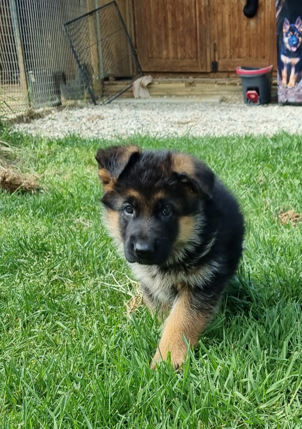 CHIOT 2 - Berger Allemand