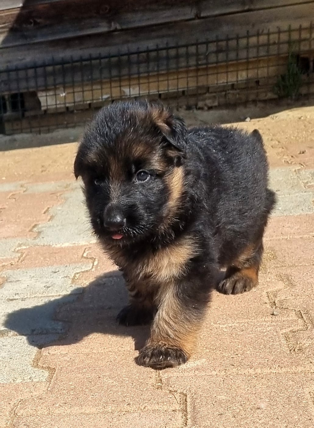 MALE NOIR ET FEU - Berger Allemand Poil Long