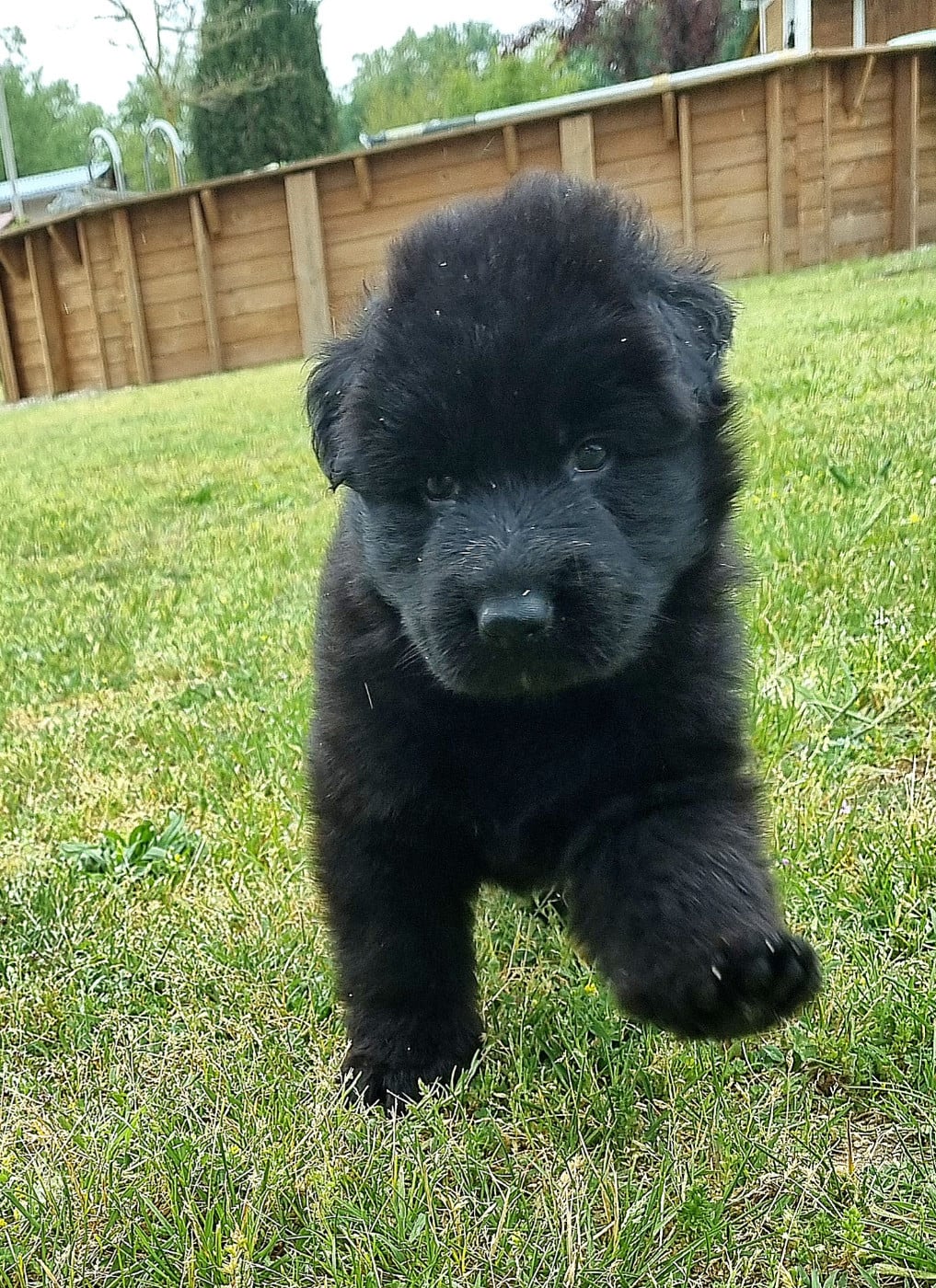 FEMELLE NOIR - Berger Allemand Poil Long
