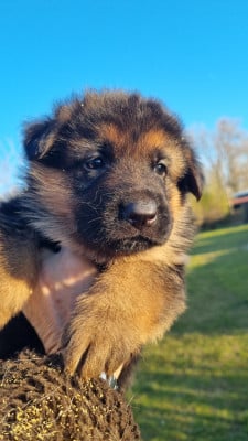 Les chiots de Berger Allemand
