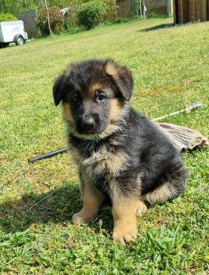 Les chiots de Berger Allemand
