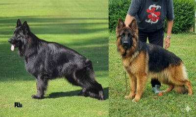 FEMELLE NOIR ET FEU - Berger Allemand Poil Long