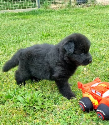 FEMELLE NOIR - Berger Allemand Poil Long