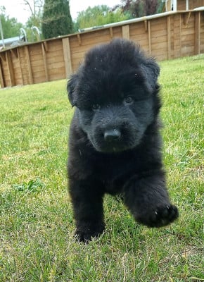 Les chiots de Berger Allemand
