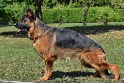 Les chiots de Berger Allemand