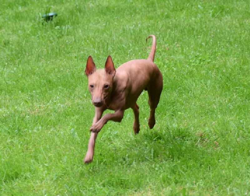 Publication : De korrantoh Auteur : korrantoh