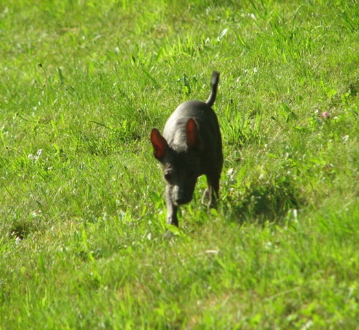 Publication : De korrantoh Auteur : Korrantoh