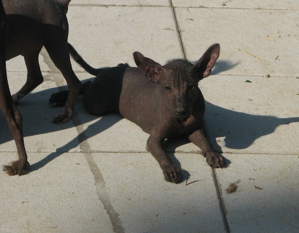 Publication : De korrantoh Auteur : Korrantoh