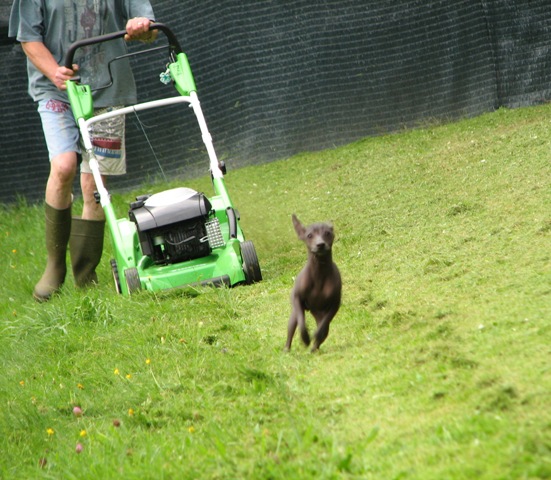 Publication : De korrantoh Auteur : Korrantoh
