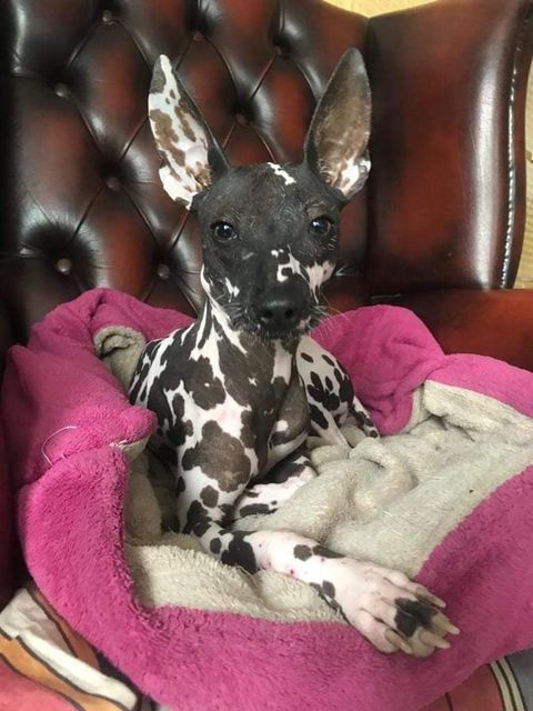 Publication : De korrantoh