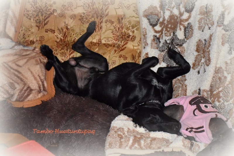 Publication : De korrantoh