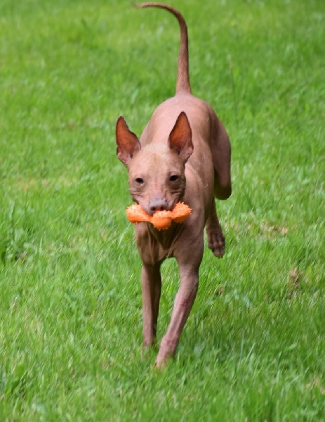 Publication : De korrantoh Auteur : korrantoh