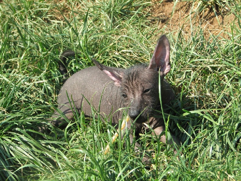 Publication : De korrantoh Auteur : Korrantoh