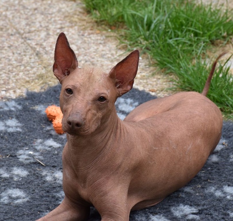 Publication : De korrantoh Auteur : korrantoh