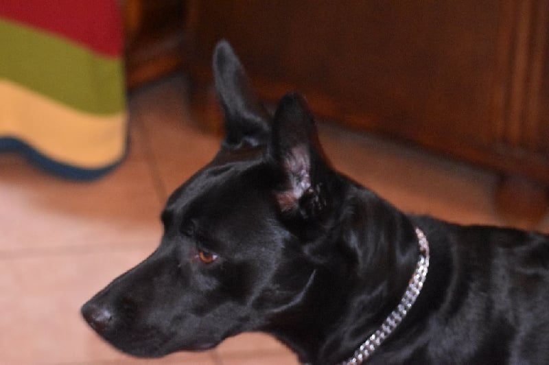 Publication : De korrantoh