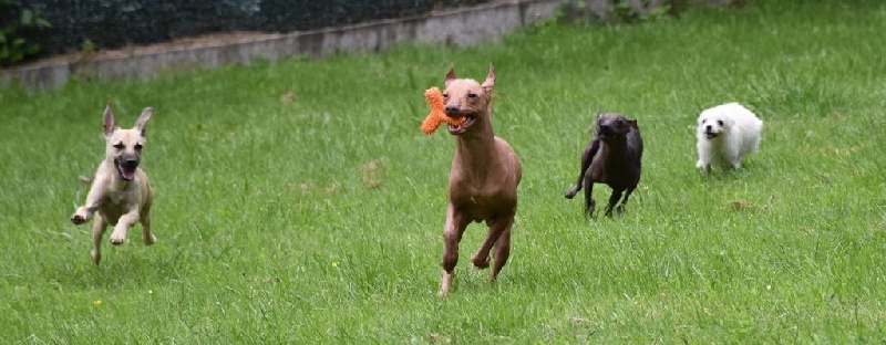 Publication : De korrantoh Auteur : korrantoh