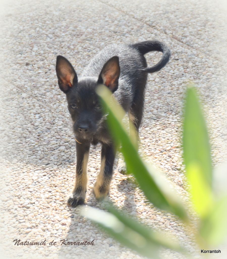 chiot Chien nu du Perou De korrantoh