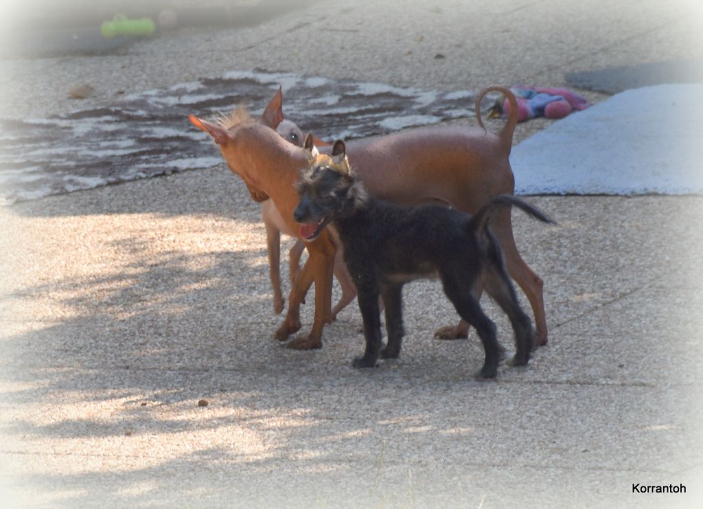 chiot Chien nu du Perou De korrantoh