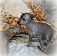 De korrantoh - Chien nu du Perou - Portée née le 03/09/2018