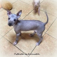 De korrantoh - Chien nu du Perou - Portée née le 13/09/2018