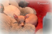 De korrantoh - Chien nu du Perou - Portée née le 13/09/2018