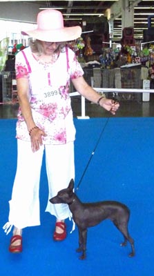 CH. Gachoh De korrantoh - 1er Exc. CAC-CACIB