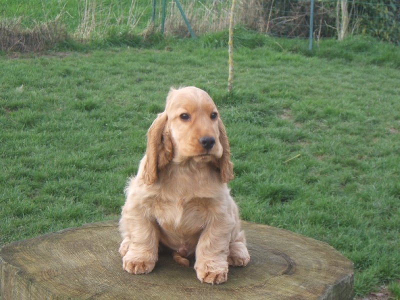 Publication : Du domaine de makno Auteur : Alain Renvoisé