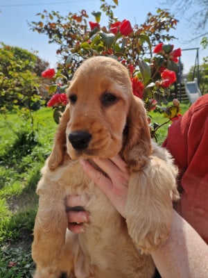 Les chiots de Cocker Spaniel Anglais