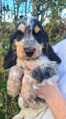 Les chiots de Cocker Spaniel Anglais