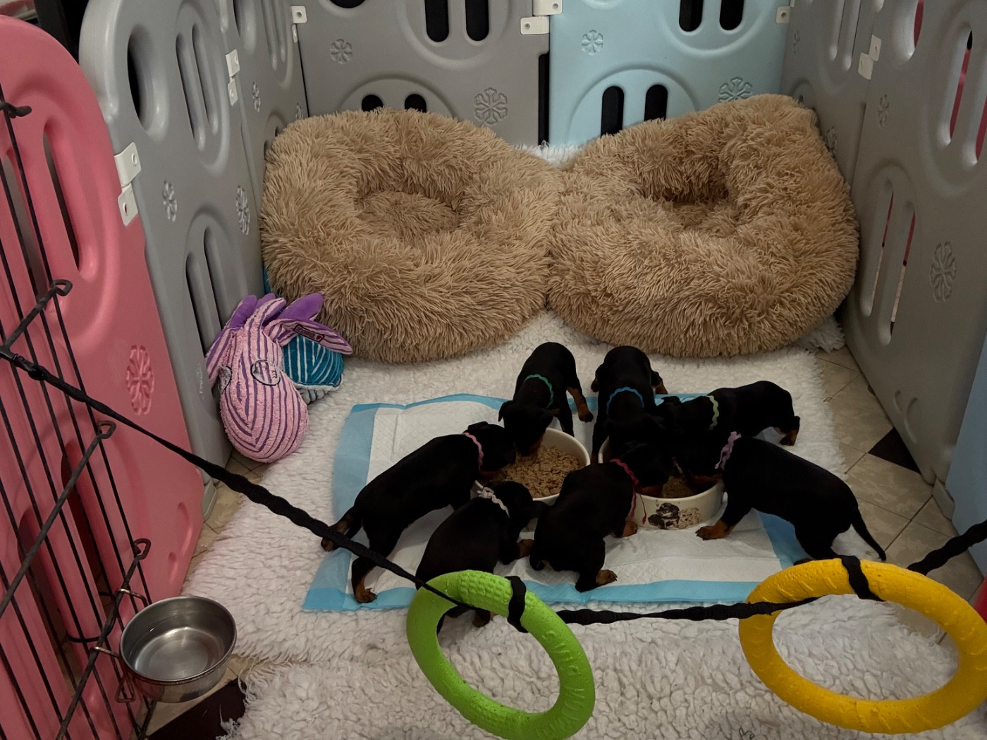 English Toy Terrier - Of tall and small